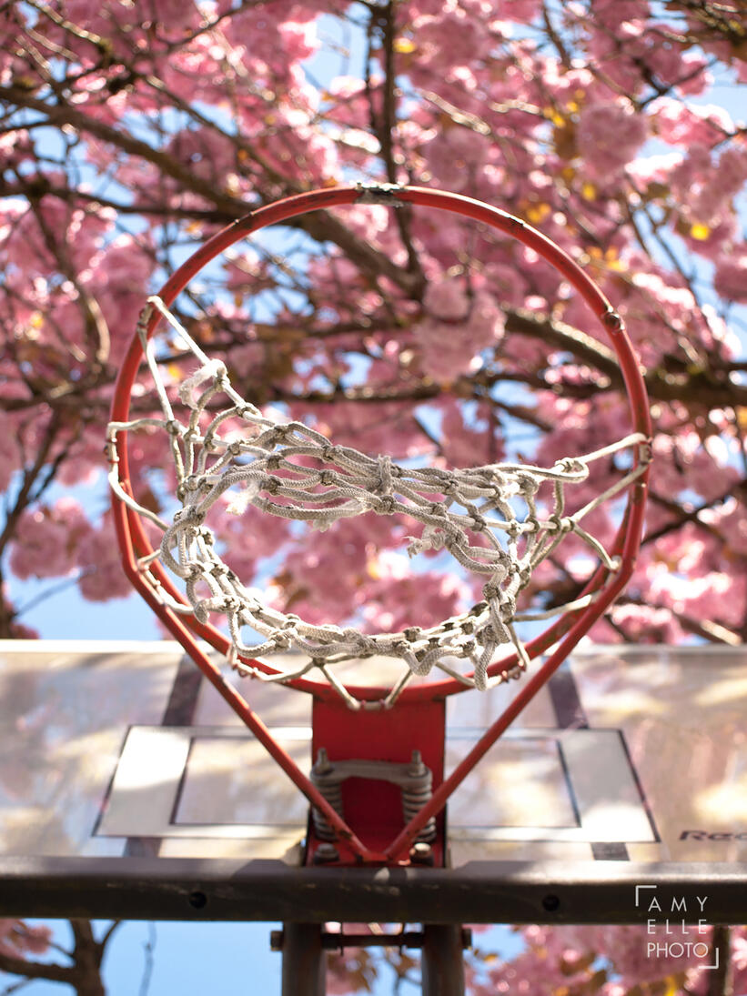 Spring cherry blossom sakura hoops