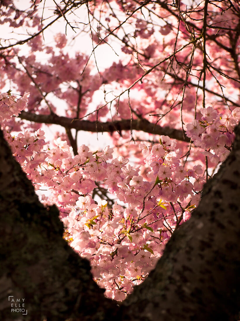 Pink sakura cherry blossoms
