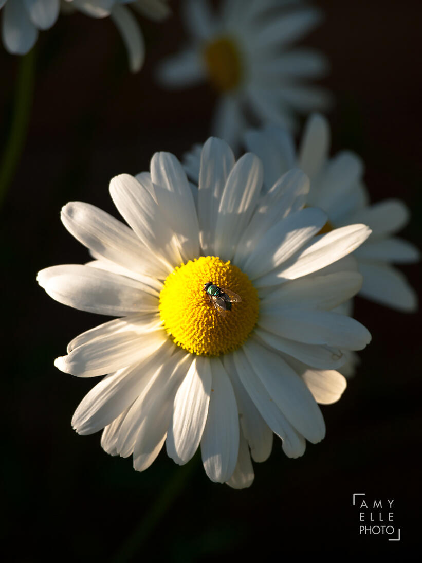 Daisy Daisy