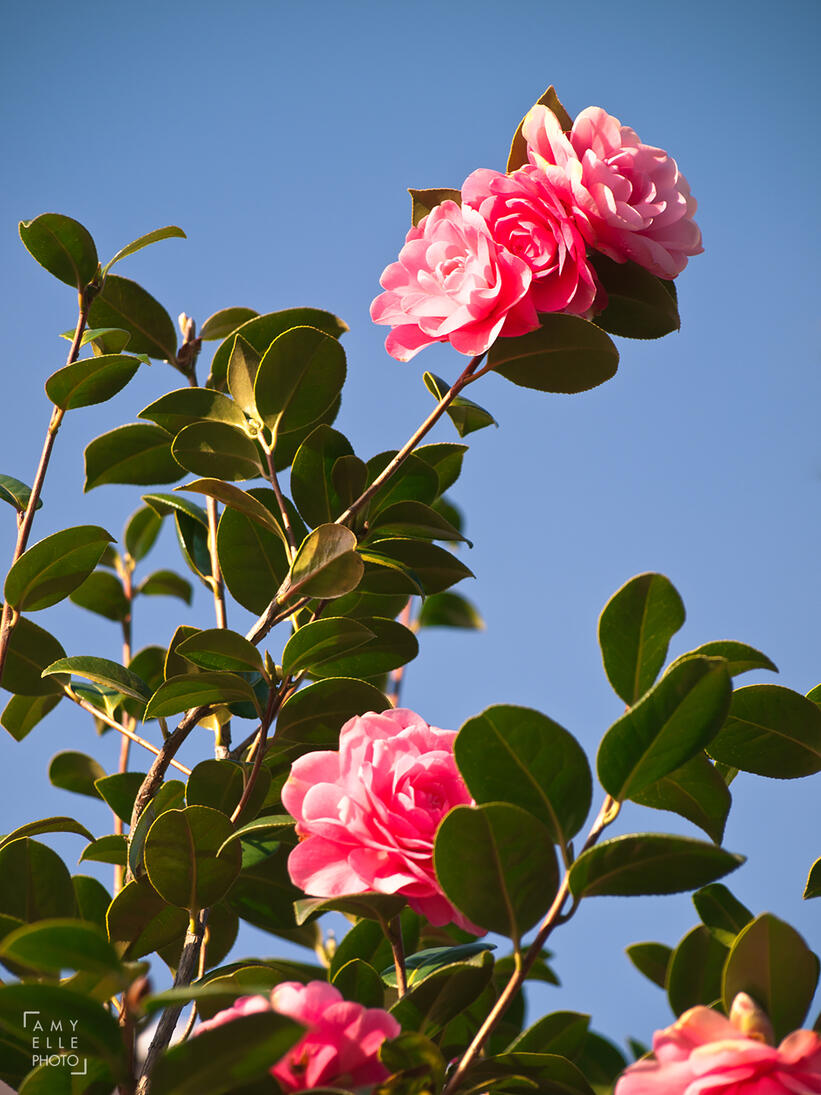 Pink rose bushes Pink rose bushes