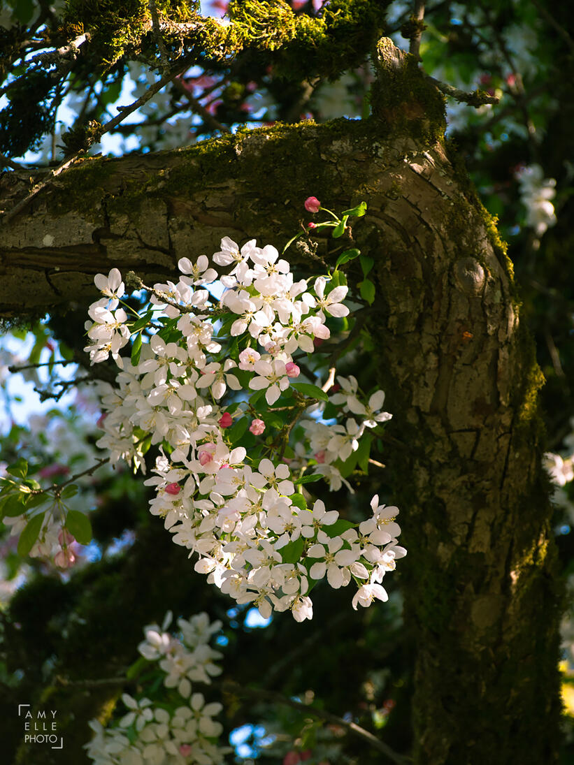 White blossoms
