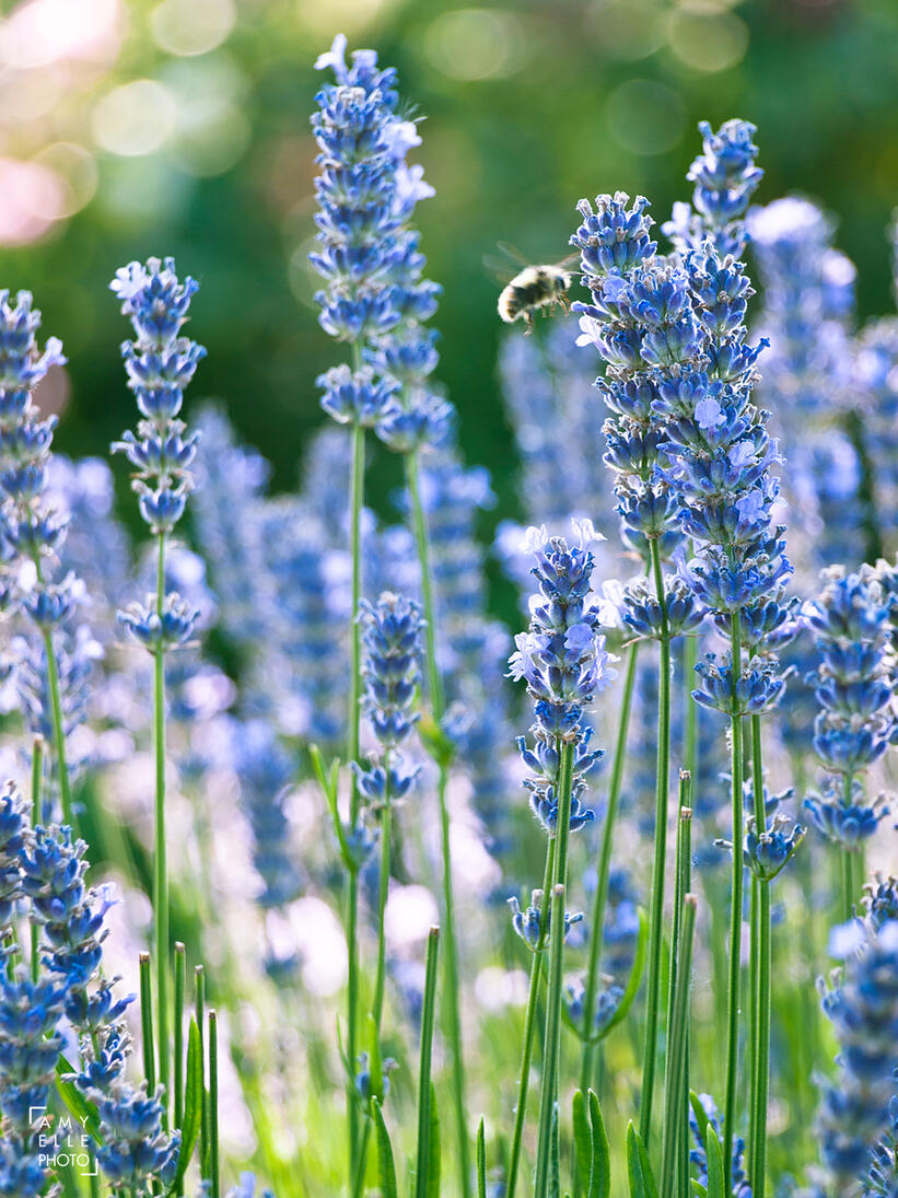 Lavender Lavender