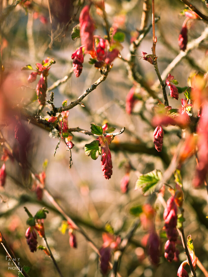 Springtime buds Springtime buds